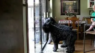 Bouvier des Flandres  Burglar Alarm