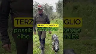 💥COME ADDESTRARE I TUOI CANI💥