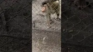 Monkey's hilarious attempt to escape enclosure.#monkey #animal #wildlife #zoo