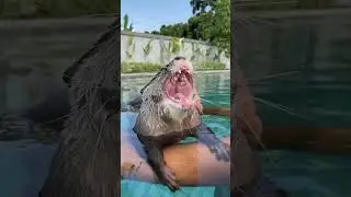 Close up cute of Waku Waku&rsquo;s face #otter