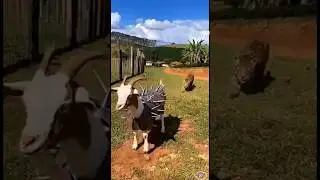 what's funny video😱#shorts #funny #comedy #fun #funnyclips #trending #white