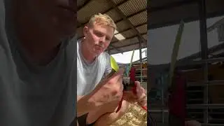 Calf Tagging Tutorial 🏷️🐮 #farming #farmlife #tagging #howtotagacalf #howto #tutorial #dairy