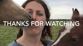 Watch My Foals Play | ishtar park equine | #foals #horselovers