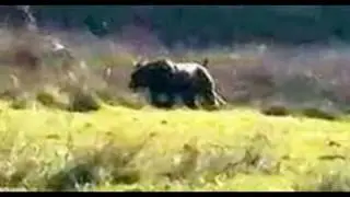 Top 10 Panther Sightings In The UK