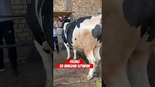 Baraka #recipe #recommended #simental #turkiya #bull #limuzin #shorts #shortsfeed #yotubeshorts