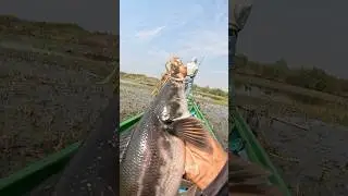 Fun Fishing for Snakehead Fish in Tonle Sap Great Lake of Cambodia #fishing