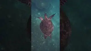 Phoenix Divers Koh Tao | Scuba Diving Thailand | Turtle in the ocean view from the top, marine life