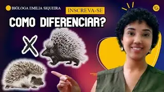 🦔Ouri&ccedil;o x Porco Espinho Entenda as Diferen&ccedil;as | Bi&oacute;loga Emilia Siqueira