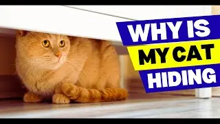 Why Is My Cat Hiding All the Time