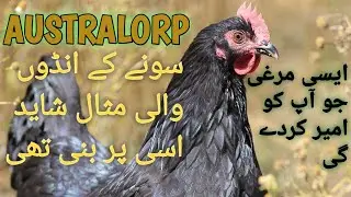 Australorp Hen Farm | Australorp Chickens In Pakistan | Eggs Production Business Idea