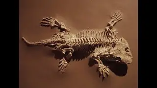 Atheist Answers #34: Transitional Fossils Have Never Been Found