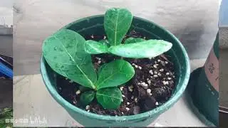 我把不到10cm的琴叶榕小苗养成了一棵树（养护方法小结）