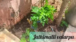 Jathimalli valarpu 1 year challenging video Episode -7 | tomorrow i'll upload 👍👍