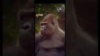 Gorilla's bite force is much stronger than you thought | Discover with Sabi | Shorts