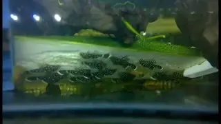 L Number Catfish: Advanced Egg Recovery andRaising Tutorial