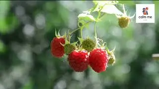 calm music #relaxmusic  #calm #relax #yogamusic #Meditation #music #calmme#farm#garden#calmme