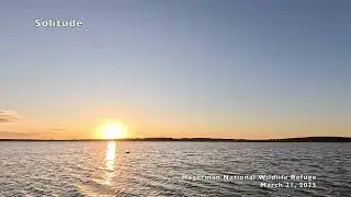 20250321 Canada Goose Sunrise