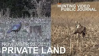 Private Land: Bobcat Sneaks up on Turkey Decoy, Predator Calling Tips w/Ted Miller