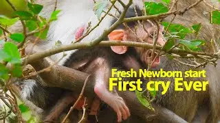 OMG Very pity newborn Dito, Newborn Dito start first cry, Dito cry cos mom pull him up