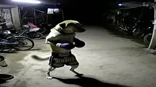 Top 5 Anjing