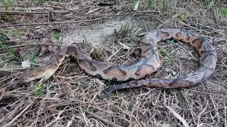 Creek Walking Finds! - Snake, Pottery and Arrowhead!