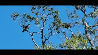 Hawks in Florida.