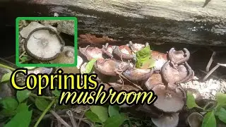 Coprinus mushroom