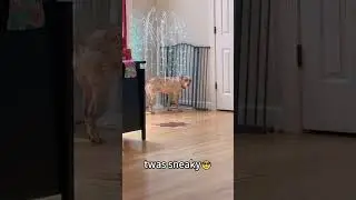 Sneaky dog🐶#fyp #funny #pet #cute#foryou#dog #funnydogs#funnyvideos#funnyanimal  #puppy#fypyoutube