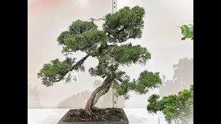 #1  Angyo EXHIBITION AND SALE of shohin bonsai and Autumn wild grass 2022 , JP