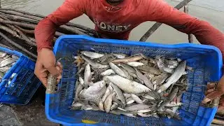 Traditional Fishing By Cast Net In Sundarbans Island | Costal Area Fishing