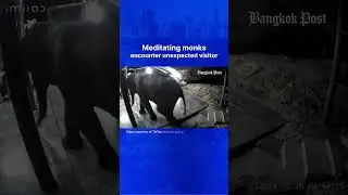 Meditating monks encounter unexpected visitor