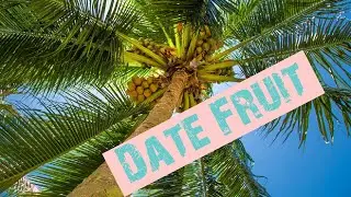 A Beautiful Palm Tree 🏝