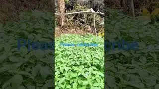 full out nani karon mga ka farmers #80smusic