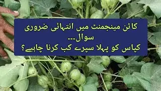 Cotton management ll 1st spray in cotton crop, most important factor for better management