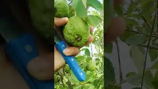 guava harvesting #harvesting #guava #guavafruits #fruit #shorts #farming #trending #viralshorts