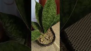 my whale pin sake plant