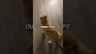 Is Your Cat Afraid of the Vacuum Cleaner?