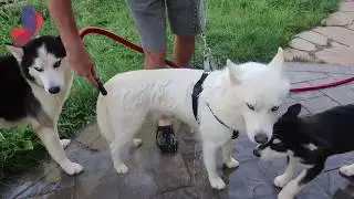 fastest way to dry your dog