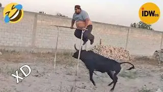 VIDEOS DE RISA 😎 SI TE RÍES PIERDES NIVEL DIOS #475 🤣 HUMOR VIRAL MEXICANO🤣