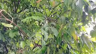 Bird in a tree