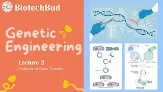 L-3 Genetic Engineering || Recombinant DNA Technology || Methods of Gene transfer || BiotechBud