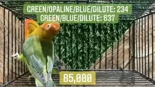 NS Aviary birds for sale20/11/22#naveedsheikh #priceinpakistan #lovebird | نوید شیخ برڈز فار سیل