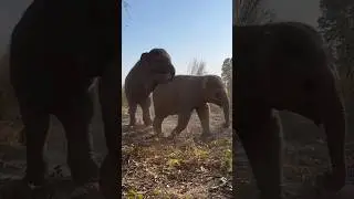 The Cutest Baby Elephant Playtime You Will See Today💖 #babyelephant #cuteanimal #shorts