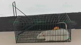 This Steel Wire Mouse Trap ACTUALLY Works! (2 Sizes Review)