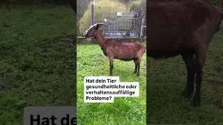 Hat dein Tier gesundheitliche oder verhaltensauff&auml;llige Probleme? #tierenergetik #tierkommunikation