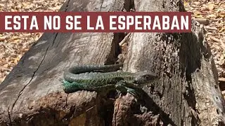 VOLCAN ACHEN NIYEU - Conociendo la Flora de la Patagonia - Video Trekking de HUELLA ANDINA
