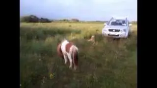 Apache, the miniature pony & Rusty the Golden Retriever