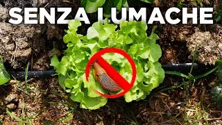 Come ELIMINARE le lumache: semplice e alla portata di TUTTI