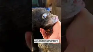 Old Man Rescues Abandoned Bear Cub in the Snow ❄️🐻 | What Happened Next Is Unbelievable #shorts