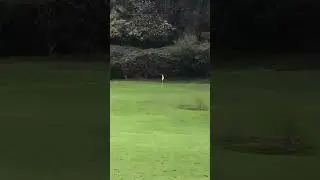 Golf Shot Par 3 Tee Off #shorts #golf #shot #pitch #par3